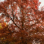 [2010] Autumn in Leuven