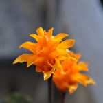 [2010] Inspired Clicks