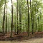 2010_aug_heverlee_woods-20