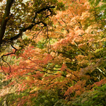 [2010] Autumn in Leuven